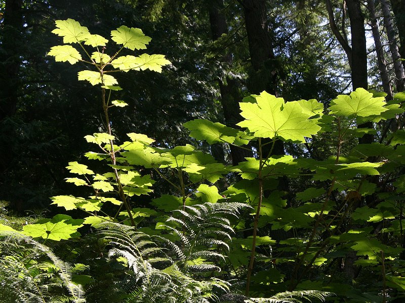 Back lighted leaves at Whatcom Falls Park